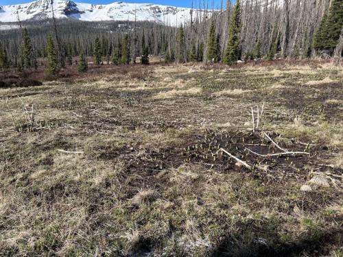 Meadow along Hunter Lake Trail